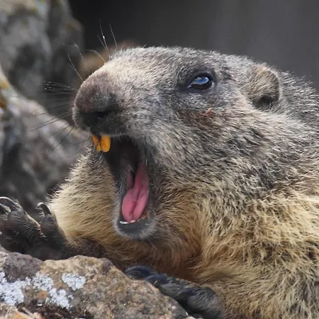 Zeit & Traum Privat 4* Beatenberg