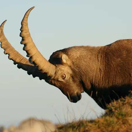 Zeit & Traum Privat 4* بيتنبرغ