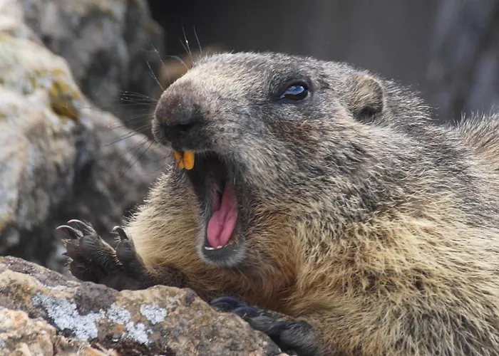 Zeit & Traum Privat 4* Beatenberg