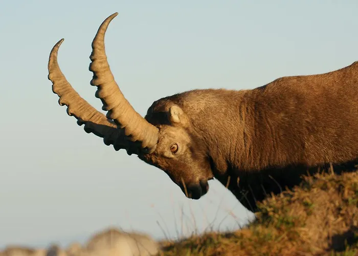 Zeit & Traum Privat 4* Beatenberg